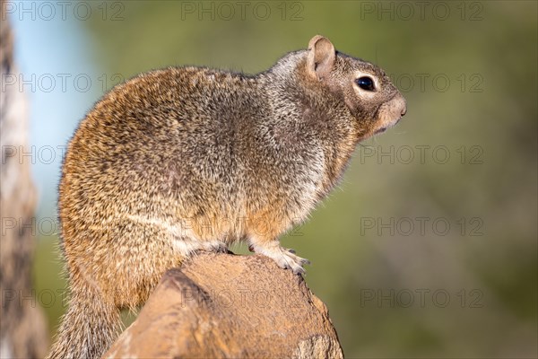 Rock squirrel