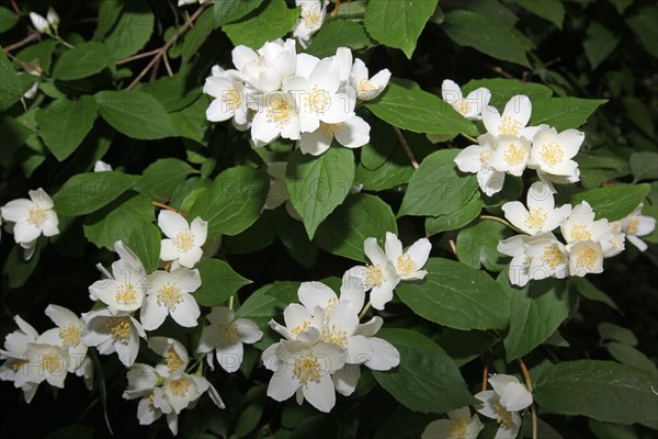 English dogwood or sweet mock-orange