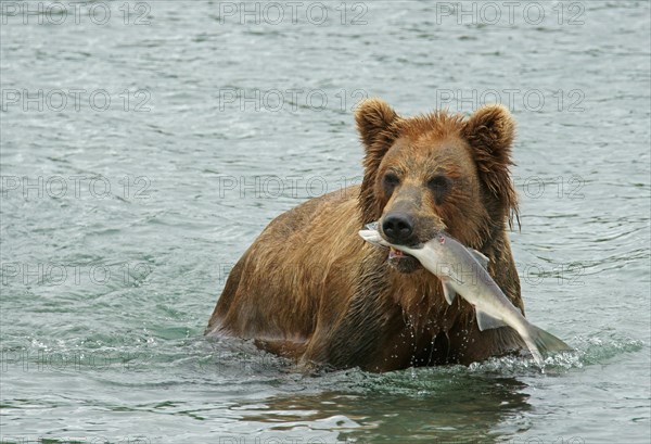 Brown bear