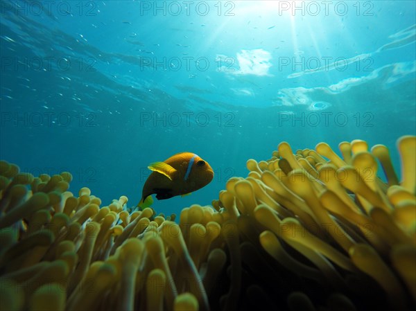 Maldive anemonefish or blackfinned anemonefish