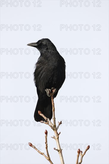 Carrion Crow