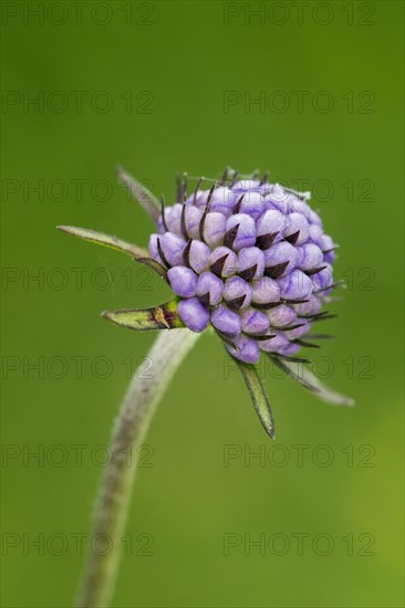 Devil's-bit scabious