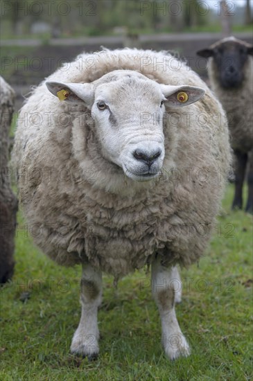 Texel sheep