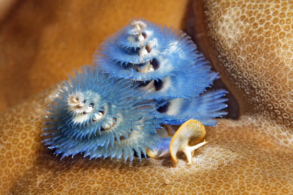 Christmas tree worm