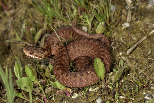 Common European viper