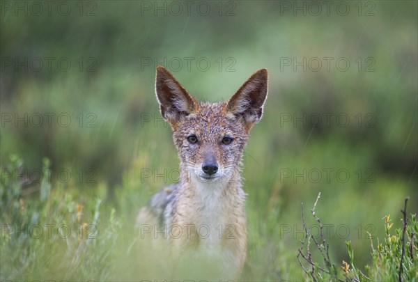 Black-backed Jackal