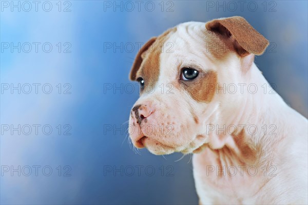 American Staffordshire Terrier