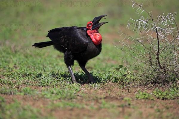 Southern ground hornbill