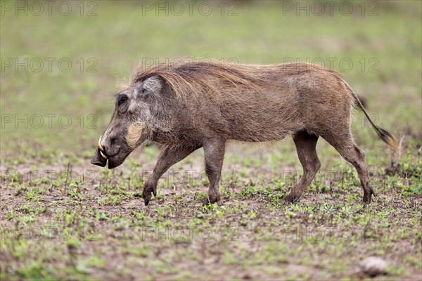 Warthog