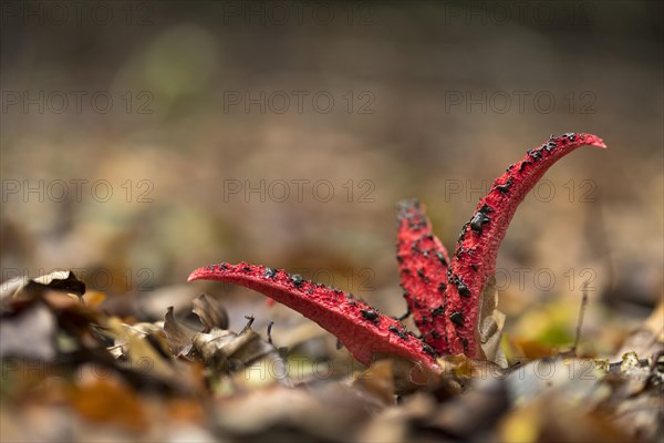 Octopus Stinkhorn