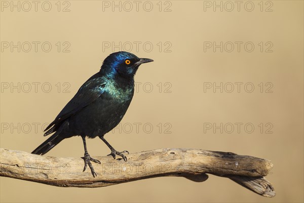 Cape Glossy Starling