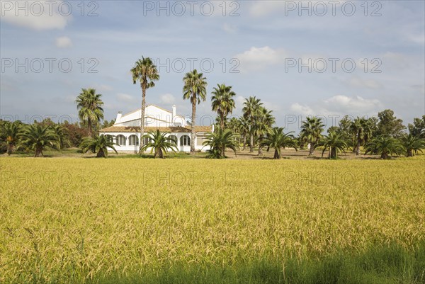 The Tramontano farm house amidst rice fields