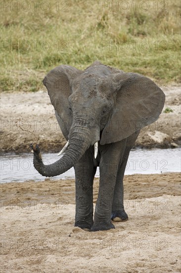 African bush elephant