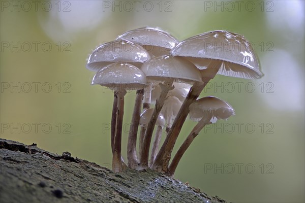 Porcelain fungi