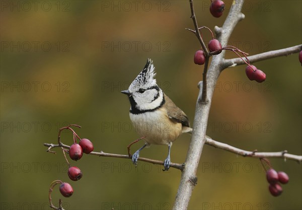 Crested Tit