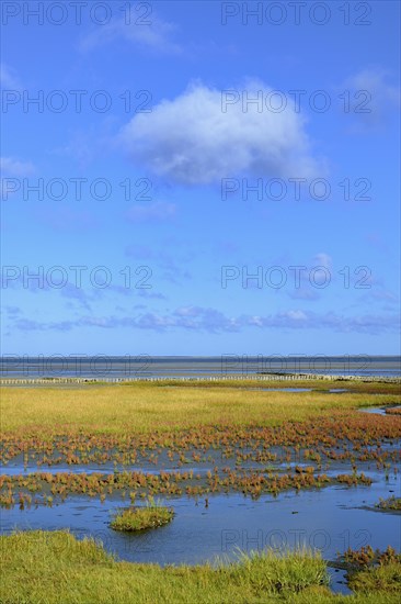 Glasswort