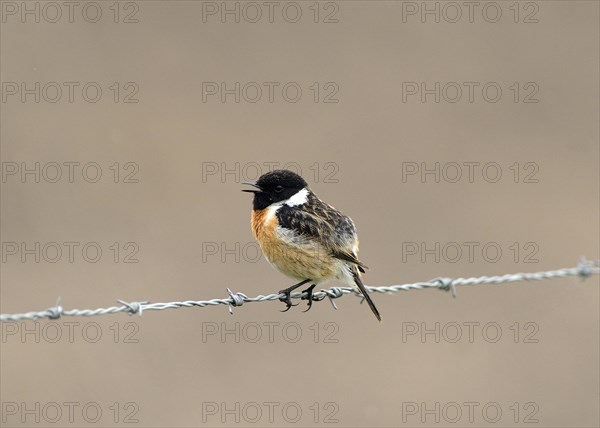 Singing African stonechat