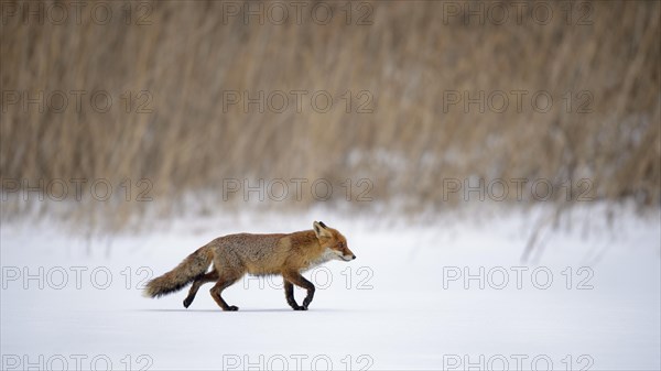 Red Fox