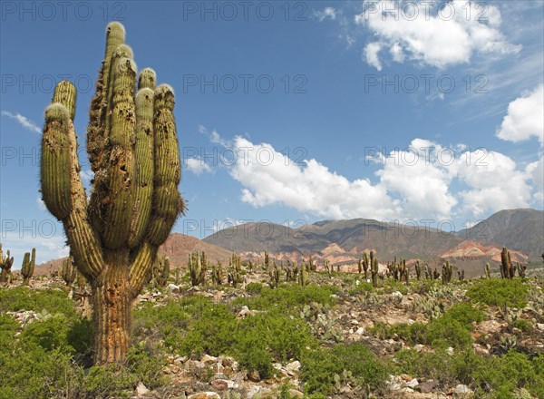 Landscape with Echinopsis Atacamensis