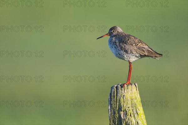 Redshank