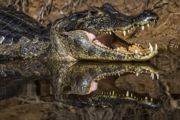 Yacare Caiman