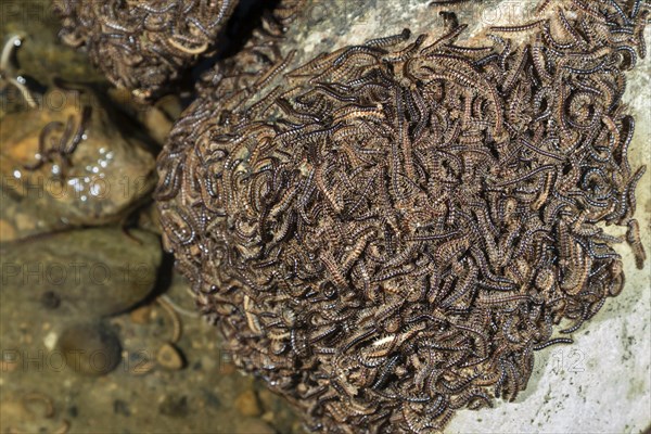 Multiple Greenhouse Millipedes