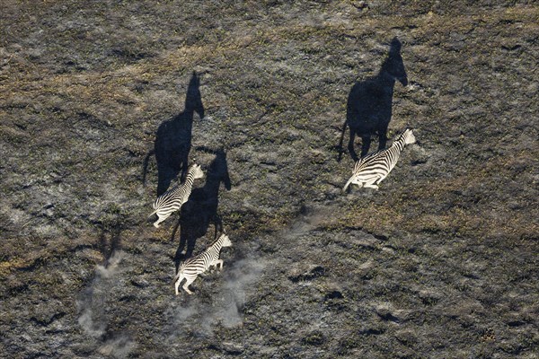 Burchell's Zebra
