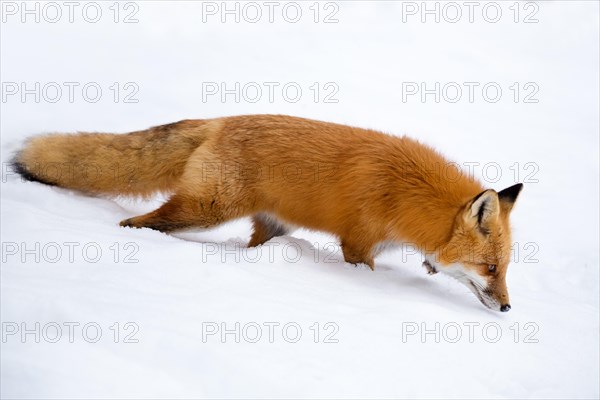 Red Fox