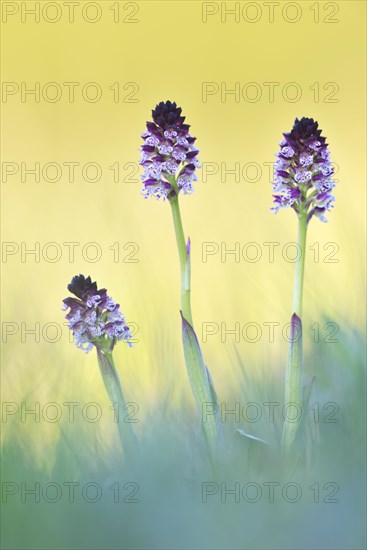 Burnt-tip orchid