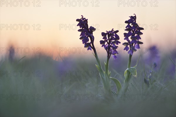 Green-winged orchid