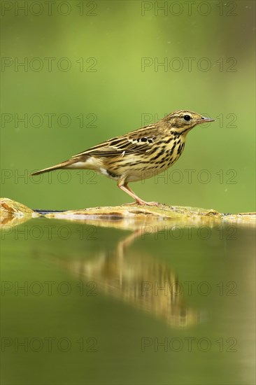 Tree pipit