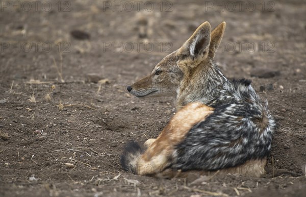 Black-backed jackal