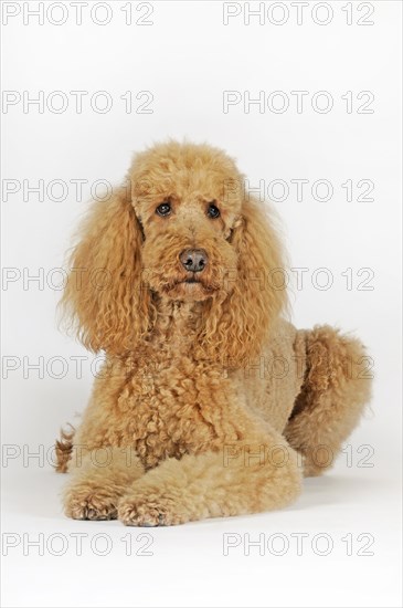 Large poodle