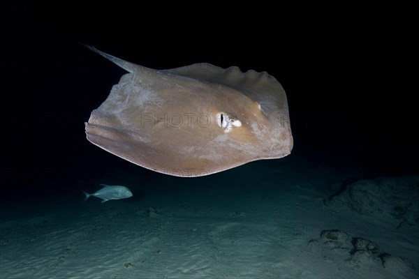 Pink whipray