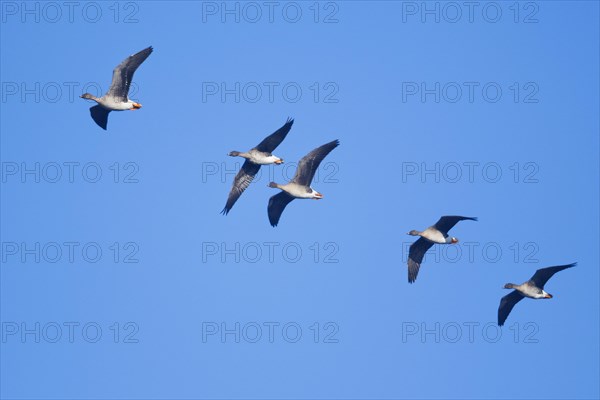 Bean Geese