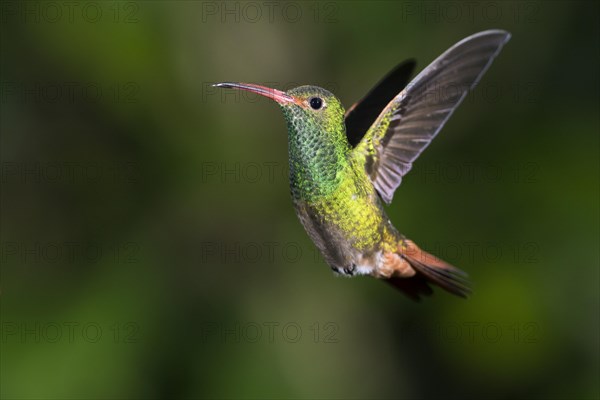 Rufous-tailed Hummingbird