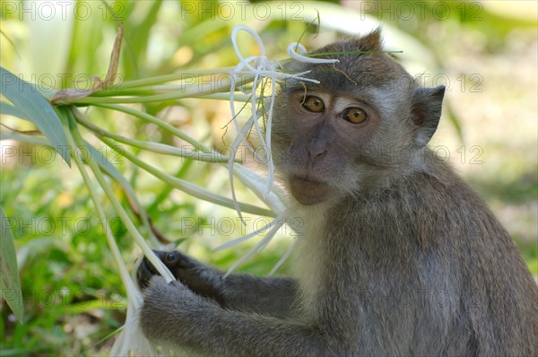 Crab-eating macaque or long-tailed macaque