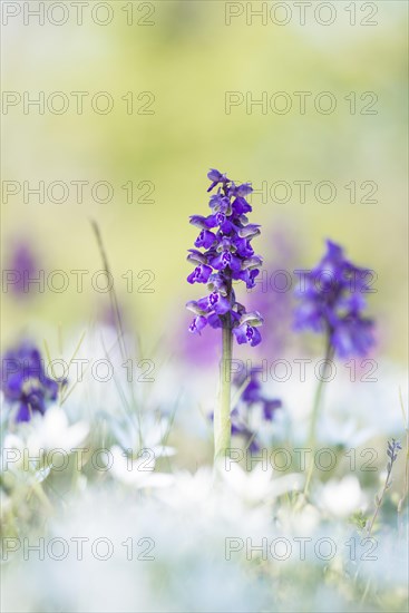 Green-winged orchid