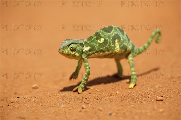 Flap-necked chameleon