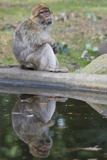 Barbary macaque