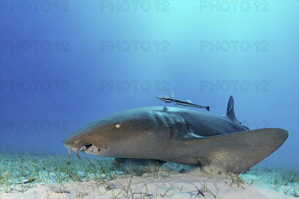 Nurse shark