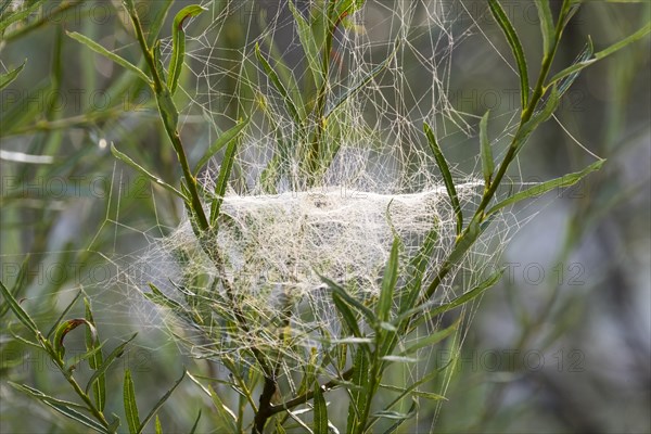 Web of Sheet Weaver