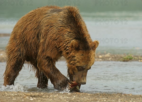 Brown bear