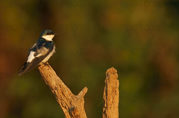 White winged swallow