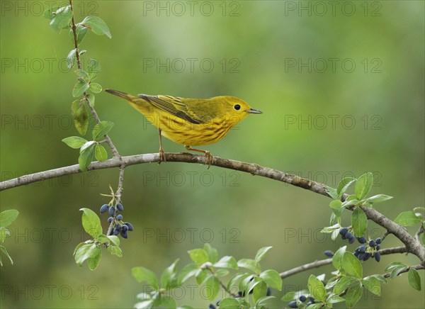 Yellow Warbler