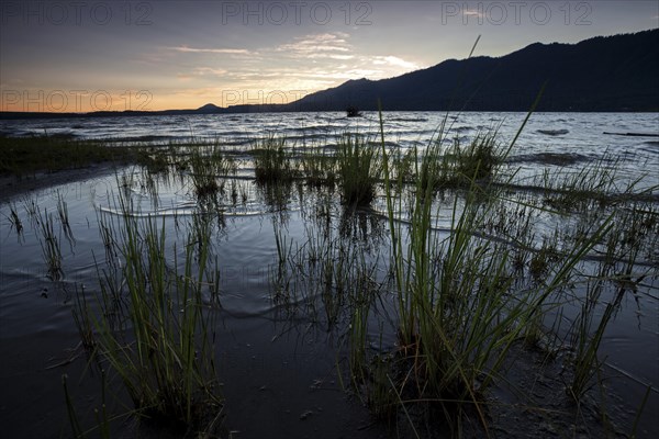 Evening mood at the Lake Quinault near Quinault