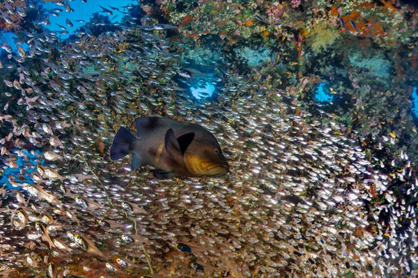 Redmouth Grouper