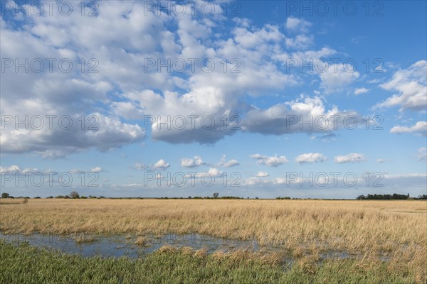 Wide landscape with reeds