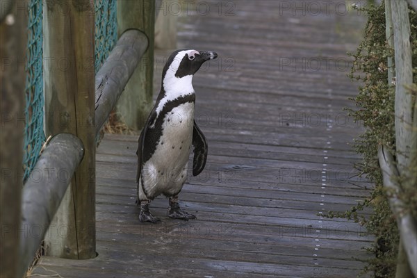 Black footed penguin