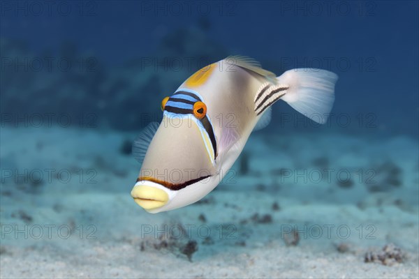 Arabian Picasso triggerfish